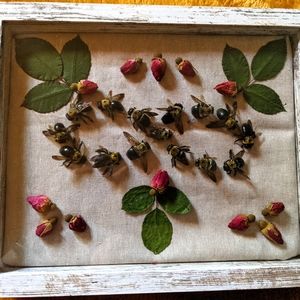 Manifesting Abundance Infinity Carpenter Bee Shadow Box 8x10